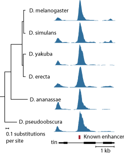 Twist binding at the tin enhancer is highly similar across six Drosophila species