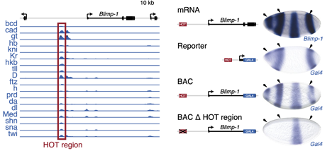 HOT regions function as enhancers