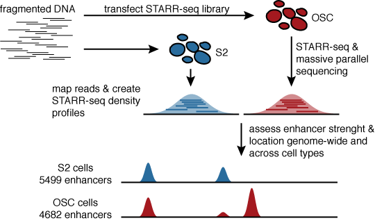 STARR-seq